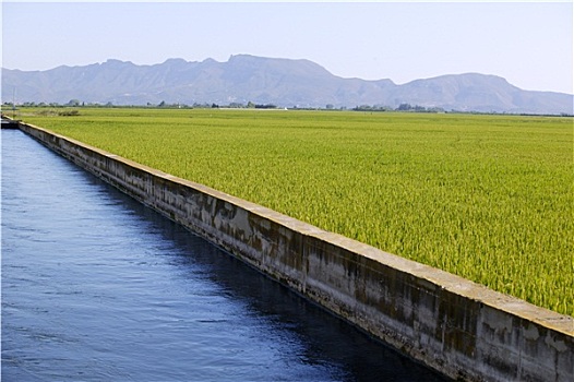 稻米,粮食,绿色,地点,蓝色,灌溉,运河