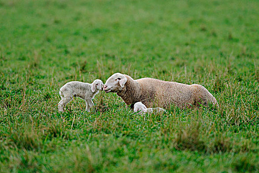 绵羊,母亲,少年,草地,巴伐利亚,德国