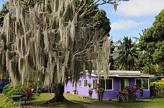 树,拉罗汤加岛,库克群岛,南太平洋