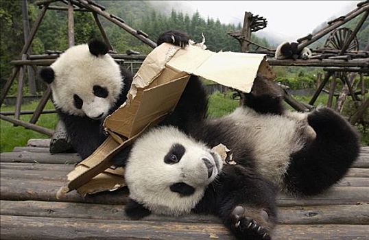 大熊猫,一对,幼兽,熊猫,玩,纸箱,中国,研究中心,卧龙自然保护区