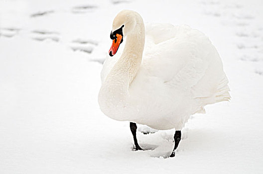 疣鼻天鹅,天鹅,走,上方,积雪,冰,弗里斯兰省,荷兰