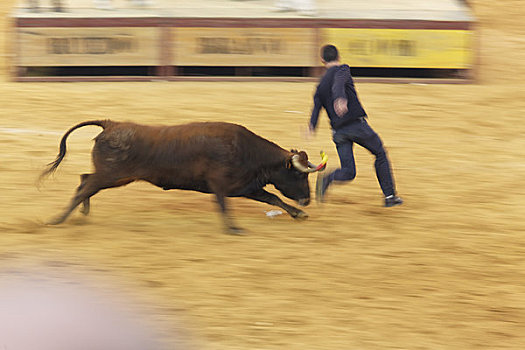 男人,跑,公牛,斗牛场,萨拉戈萨,西班牙