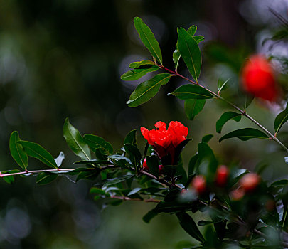 石榴花开