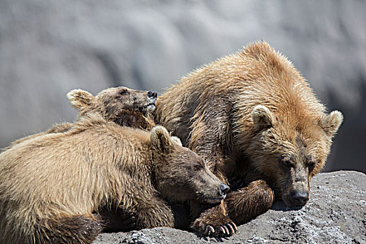 棕熊,吸吮,堪察加半岛,俄罗斯,欧洲
