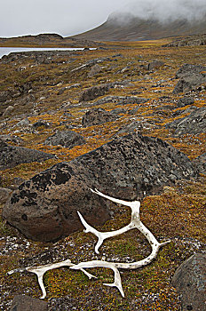鹿角,石头,斯瓦尔巴特群岛,挪威