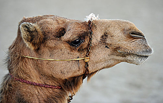 骆驼,卡塔尔,波斯湾,中东,亚洲