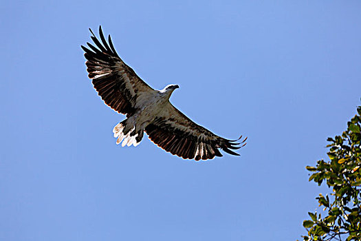 海鹰,飞行,科莫多国家公园,世界遗产,科莫多岛,岛屿,印度尼西亚,亚洲