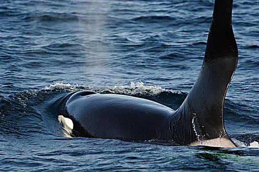 逆戟鲸,平面,威廉王子湾,阿拉斯加