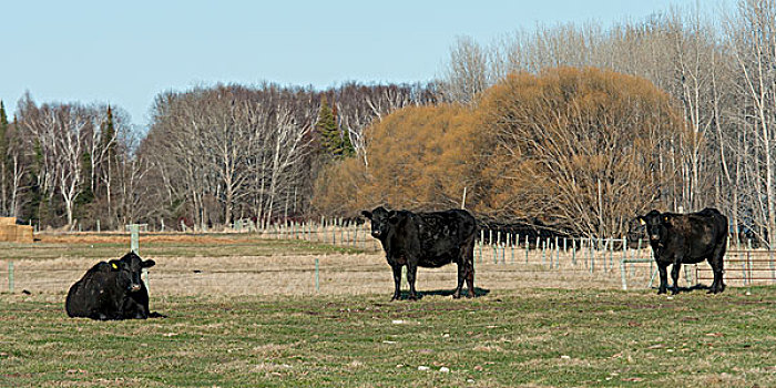 牛,农场,曼尼托巴,加拿大