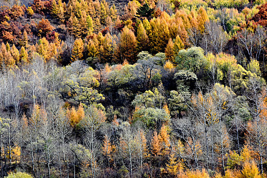 在河北省张家口市崇礼区拍摄的五彩斑斓的山间林木景色