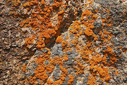 橘色,苔藓,岩石上,困,塔斯马尼亚,澳大利亚