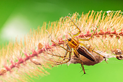 微距摄影昆虫,狗尾草上的蜘蛛
