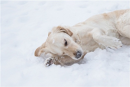 金毛猎犬,休息,雪