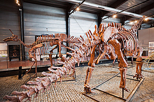骨骼,恐龙,博物馆,恐龙总目,朗格多克-鲁西荣,法国