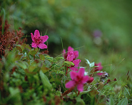 杜鹃花