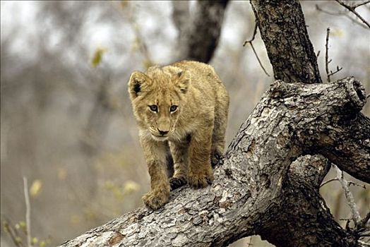 狮子,豹,幼兽,南非