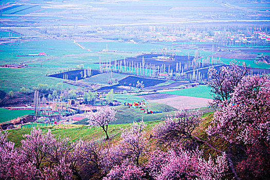 野杏花沟