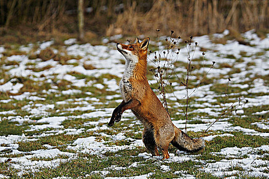 红色,狐狸,狐属,尝试,抓住,捕食,诺曼底,法国