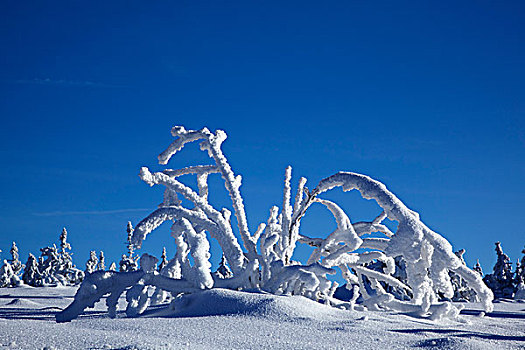 积雪,枝条,中间,雪,风景,冬天,黑森林,巴登符腾堡,德国,欧洲