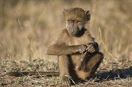 幼兽,南非大狒狒