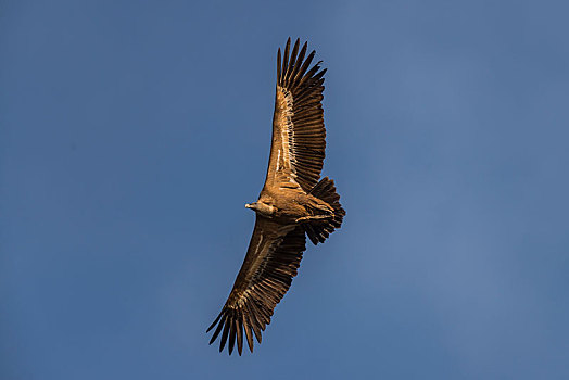 粗毛秃鹫,兀鹫,飞行,蓝天,蒙弗拉格,国家公园,埃斯特雷马杜拉,西班牙,欧洲