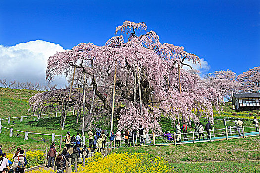 樱花,樱桃,三个,樱桃树,日本