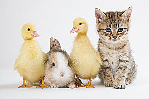 小猫,小鸭子,兔子,棚拍