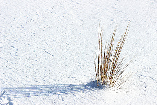 冬季,雪,影