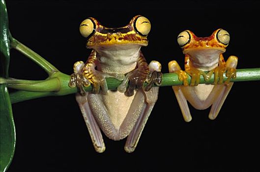 树蛙,树蟾属,一对,西北地区,厄瓜多尔
