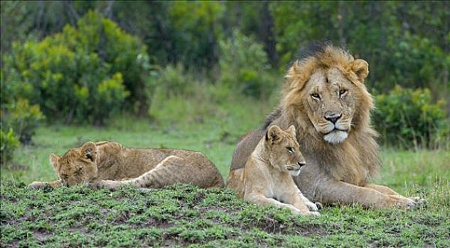 狮子,马赛马拉国家保护区,肯尼亚,东非