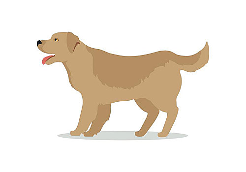 金毛猎犬,狗,隔绝,白色背景,拉布拉多犬,大,建造,密集,波状,外套,金发,黄色,金色,小狗,序列,象征,矢量