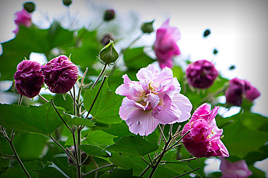 美艳的芙蓉花,木芙蓉,拒霜花,木莲,地芙蓉,华木