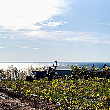 加拿大,魁北克,拖拉机,种植,土地,湖,背景