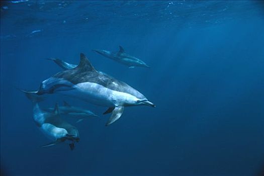 真海豚,海豚,开普省,南非