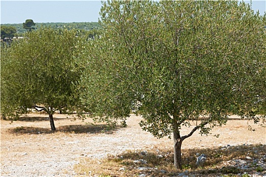 橄榄树,法国