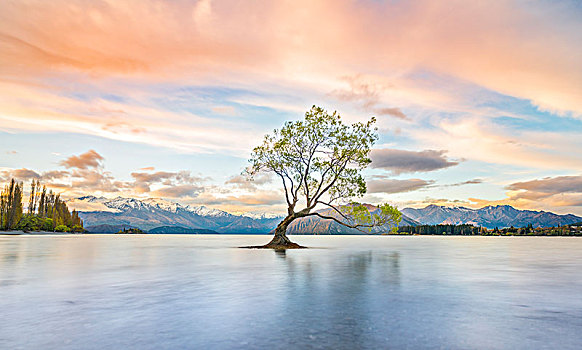 日出,孤树,站在水中,瓦纳卡湖,瓦纳卡,树,湾,奥塔哥,南部地区,新西兰,大洋洲