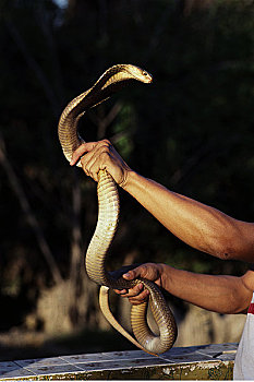 人,眼镜蛇,蛇,农场,曼谷,泰国