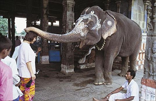 祝福,庙宇,大象,印度,亚洲