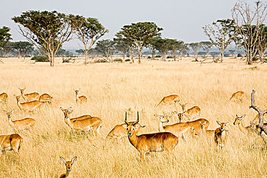 多,干燥,靠近,伊丽莎白女王国家公园,乌干达,非洲