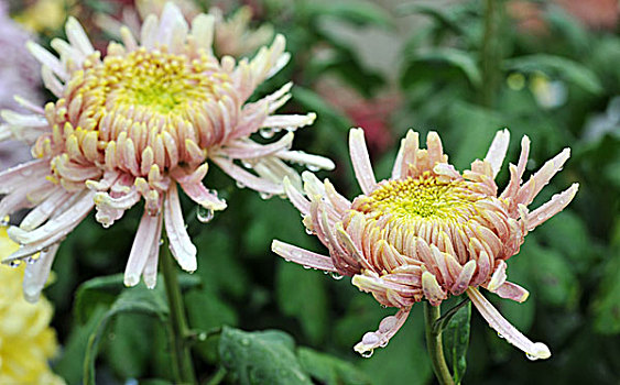 一对,菊花,雨