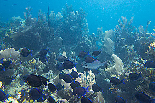 鱼群,蓝色,鱼,海湾群岛,洪都拉斯
