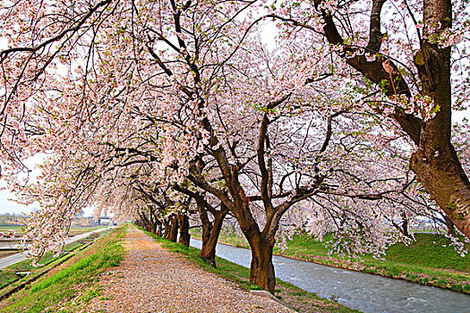 樱桃树,堤道