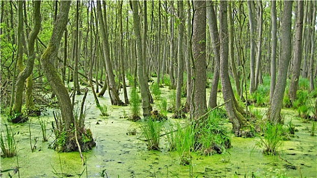 高位沼泽图片