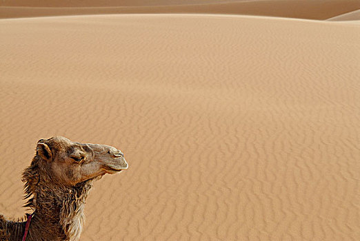 侧面视角,骆驼,却比沙丘,摩洛哥