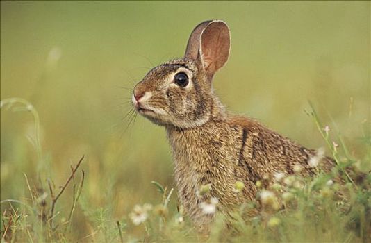 东部棉尾兔,成年,湖,南,德克萨斯,美国