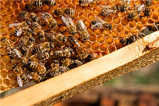 蜜蜂,室内,蜂巢,中间