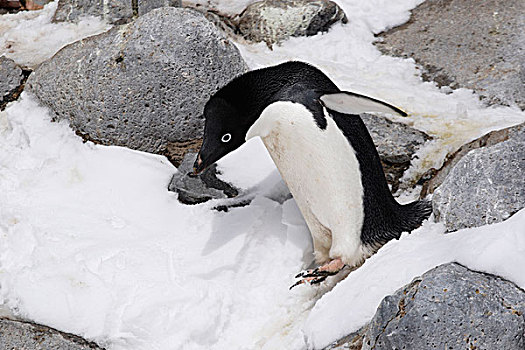 阿德利企鹅,保利特岛,南极半岛,南极