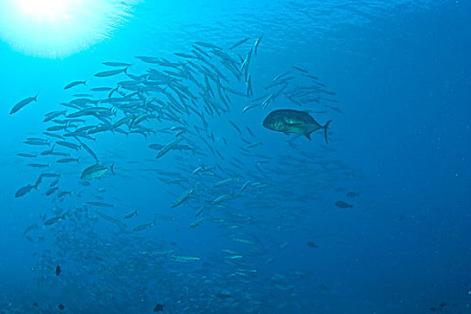 巨大,鲹,鱼群,梭鱼,蓝色,角,帕劳,密克罗尼西亚,洛克群岛,世界遗产,西部,太平洋