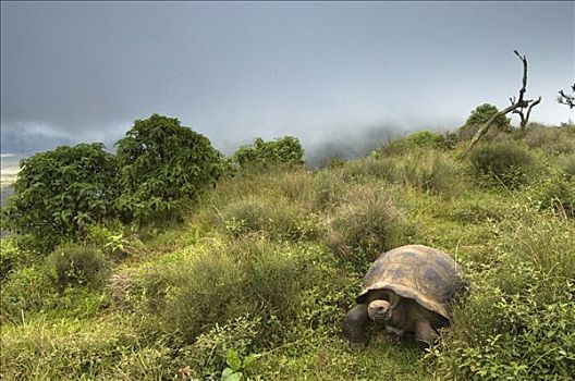 阿尔斯多火山海岛陆龟,加拉巴哥象龟,边缘,火山,阿尔斯多火山,伊莎贝拉岛,加拉帕戈斯群岛,厄瓜多尔
