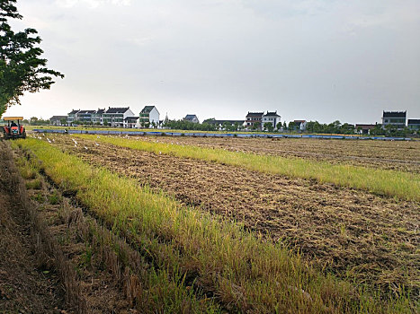 田园风光,白鹭,农耕